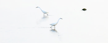 Egrets passing.jpg